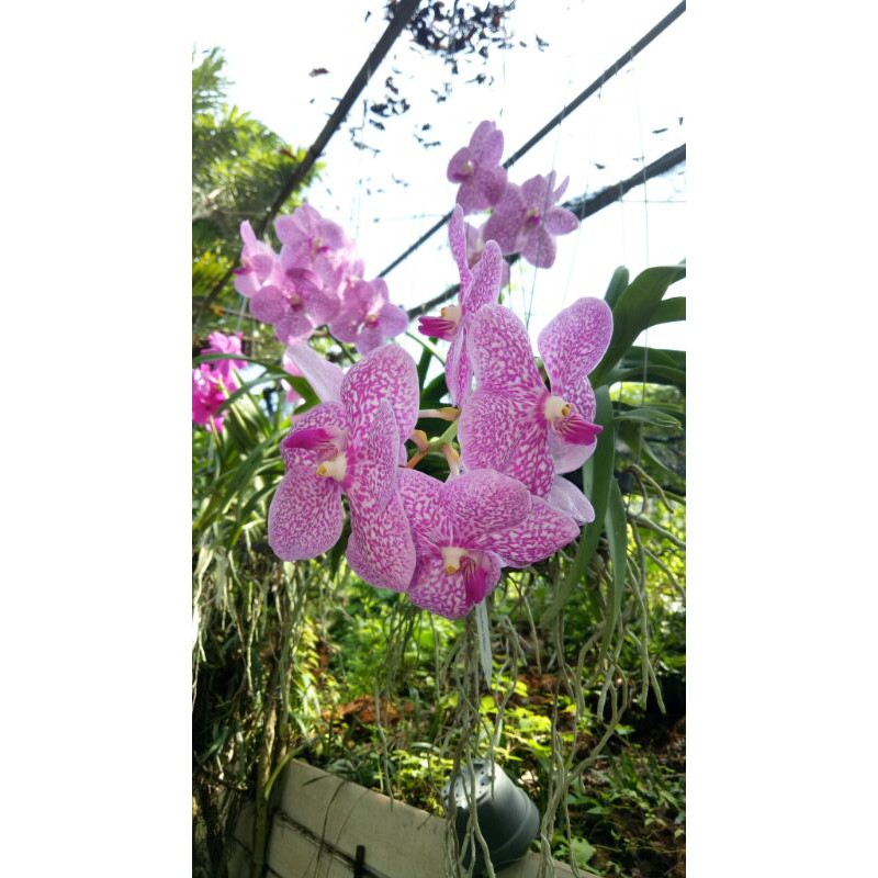 Anggrek Vanda Berbunga
