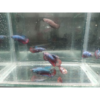 cupang avatar gordon top grade bahan ikan | shopee indonesia