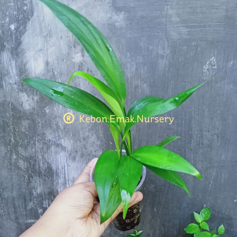 TANAMAN HIAS EPIPREMNUM AMPLISSIMUM