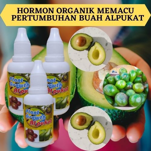Hormon Perangsang Buah Alpukat Berdaging Tebal, Pupuk Pelebat Buah Alpukat