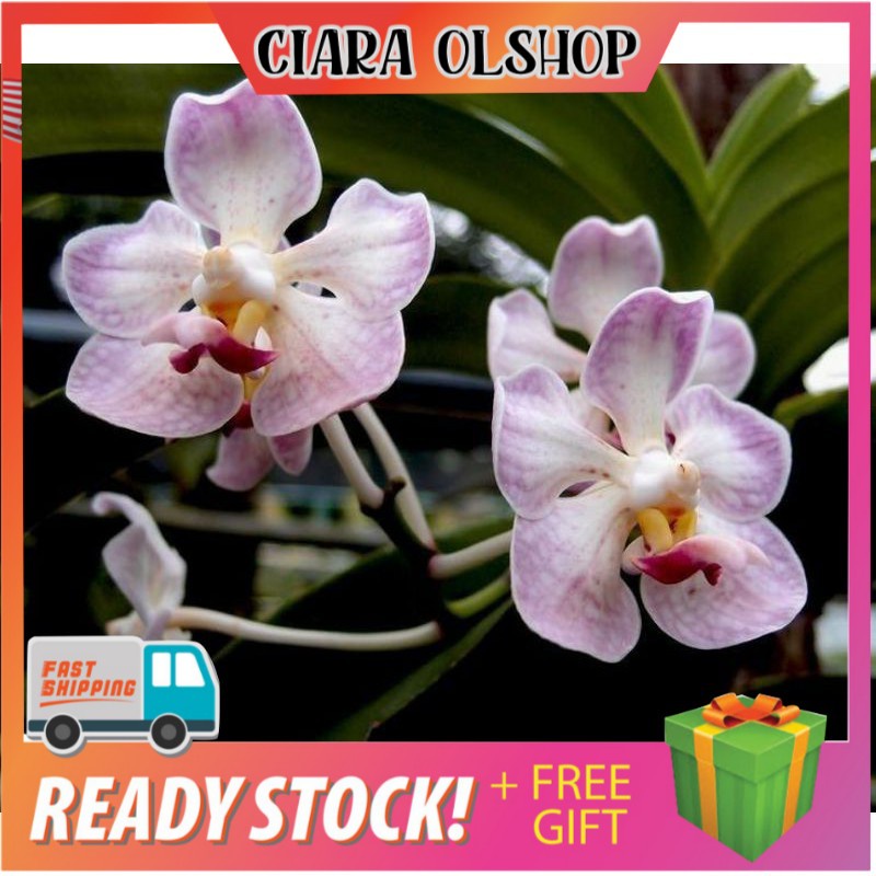anggrek vanda foetida dewasa promo