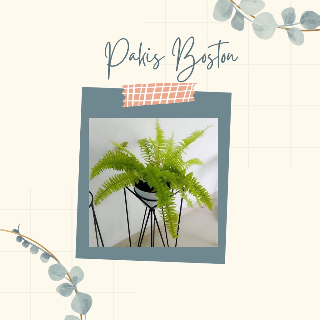 Pakis Boston Bunga Pakis Tanaman Hias Pakis Boston