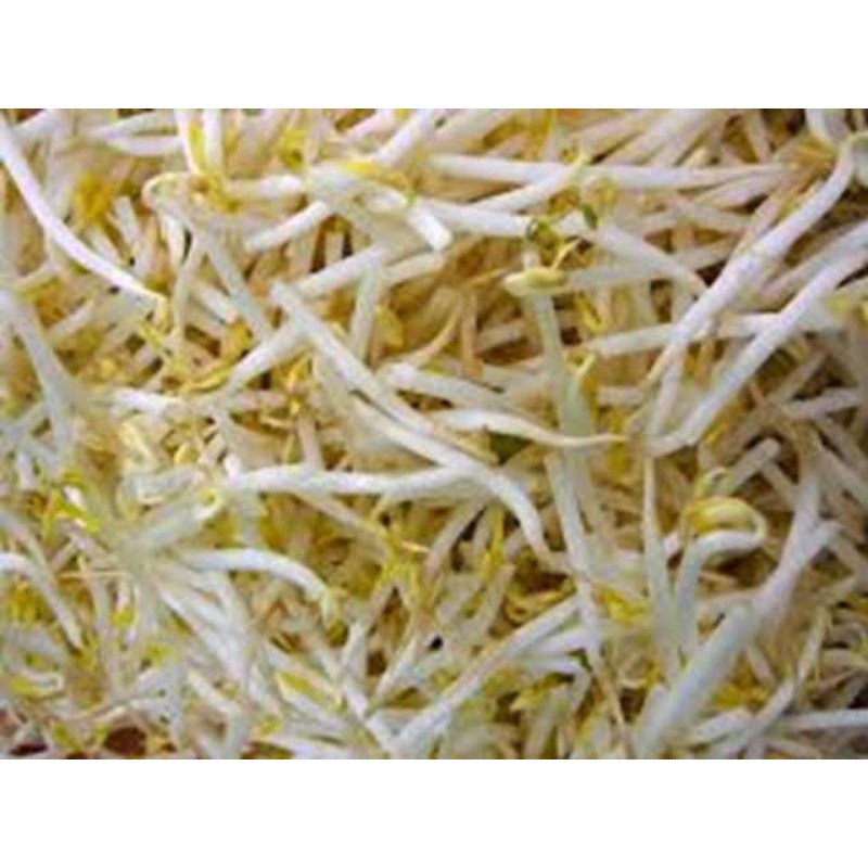 

Tauge panjang 250 gr