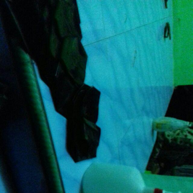 Grosir Bibit Bidara Harga Murah Minimal 50 Pcs