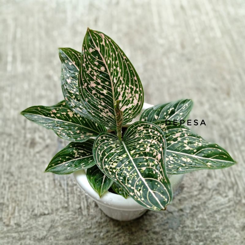 Anakan Aglonema Siti Nurbaya berdaun 1-3 helai