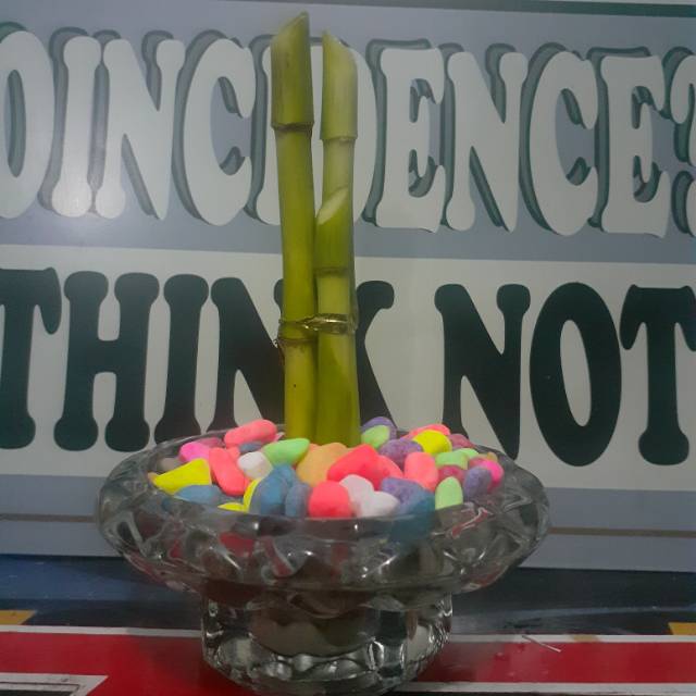 Tanaman bambu rejeki