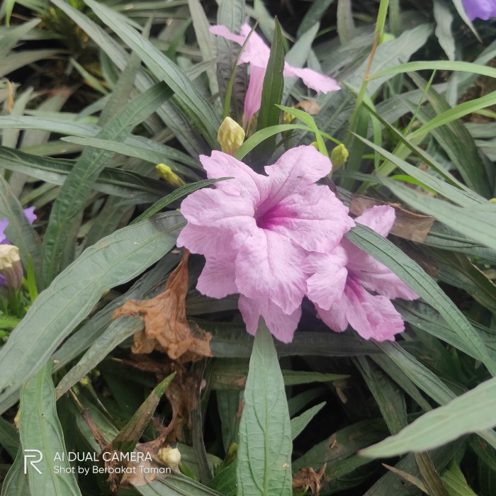 Tanaman Bunga Ruellia | Ruellia Mini | Tanaman Hias Bunga Ruellia