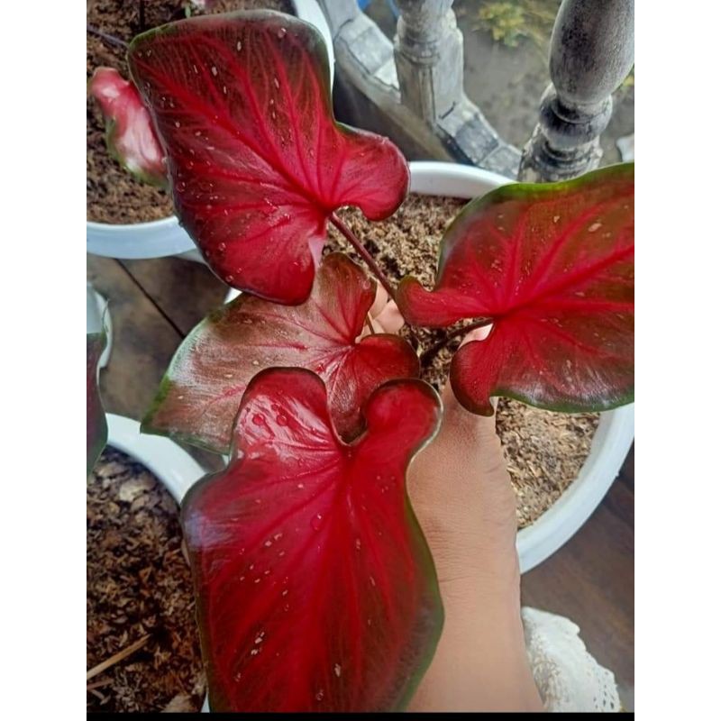 Beli Keladi Minyak Keladi Red Oil Keladi Merah Kinclong Seetracker Indonesia