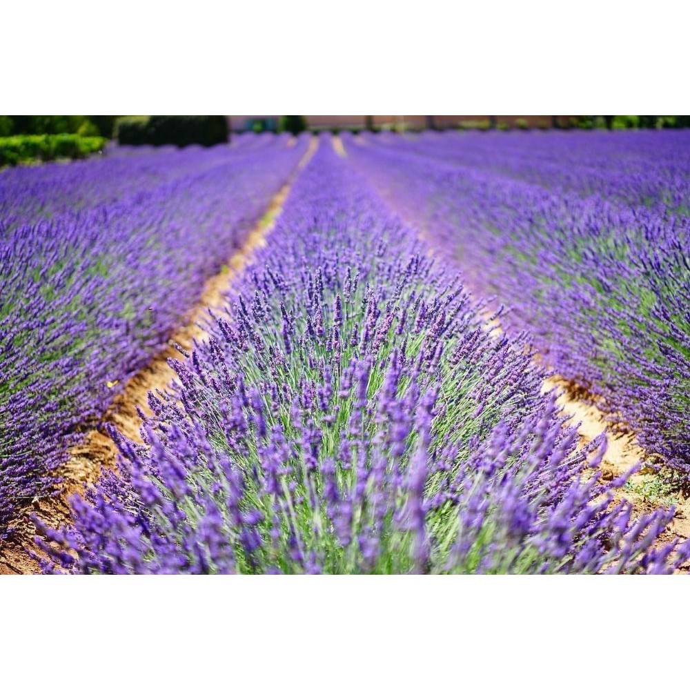 Benih Bibit Biji - Bunga English Lavender (Lavandula Angustifolia) Seeds - IMPORT