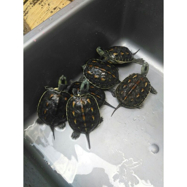 hiasan kura ocadia sinensis murah