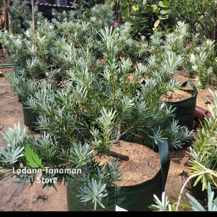 Tanaman Lohansung Sinchuan Silver - Bahan Bonsai - Lohansung Silver