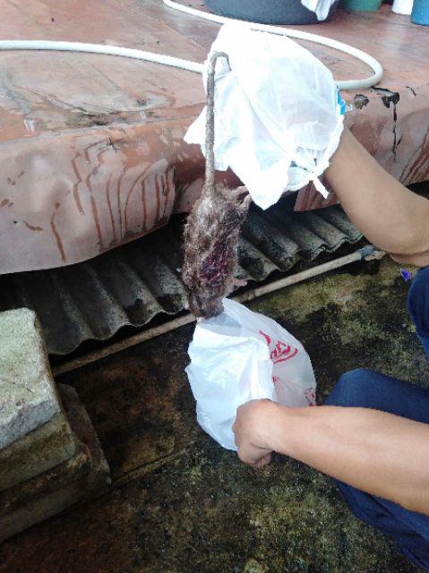 Racun Tikus Ramtus Original Paling Ampuh Mati Kering