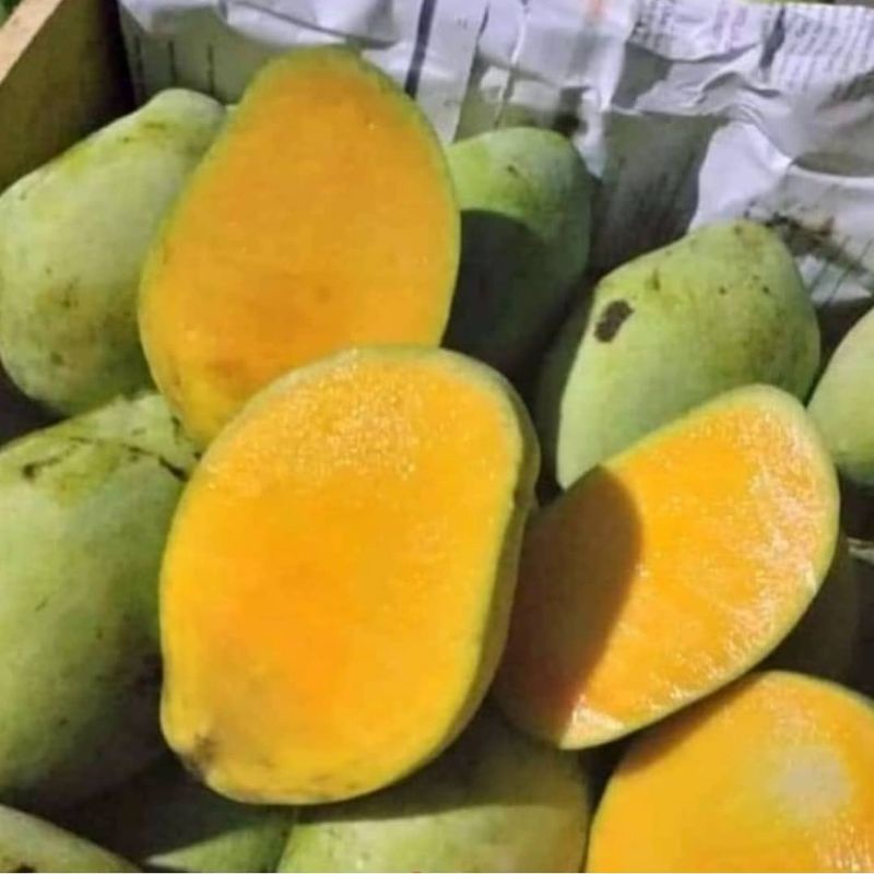 

Mangga Indramayu Super 1Kg