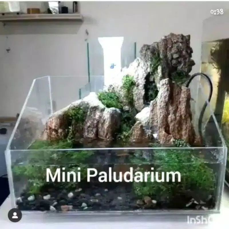 Mini paludarium,  aquascape aquarium custom 30x20x20
