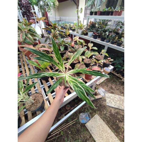 aglonema bambu indukan