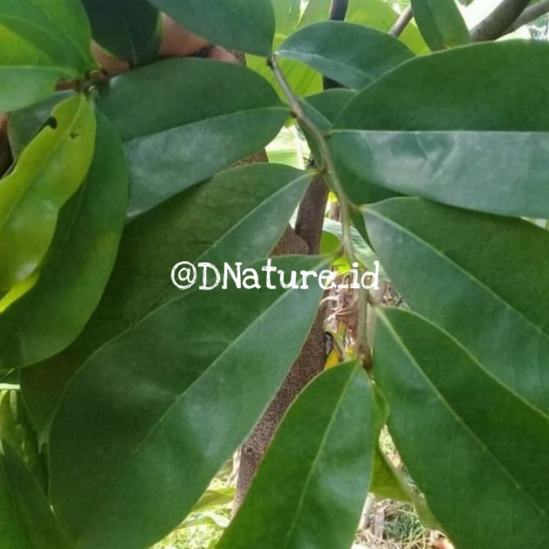 

Daun Sirsak /50Lembar