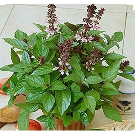 Haira Seed Bibit-Biji Basil Cinnamon