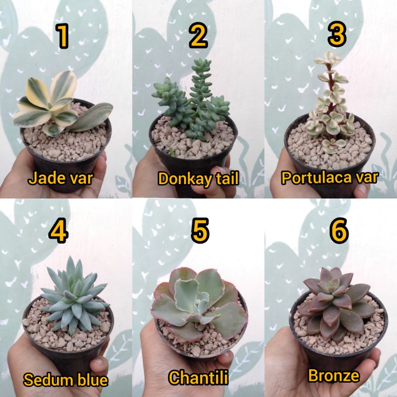 Sukulen Mini (Bebas Pilih)