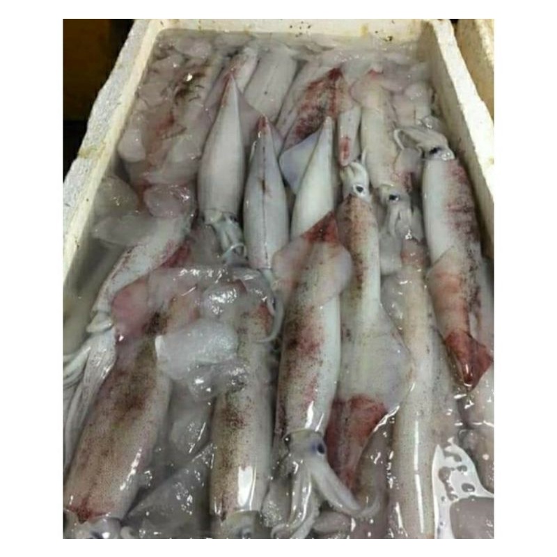 

Cumi Bangka Segar / Cumi Jumbo 1Kg Seafood Segar Fresh BERGARANSI