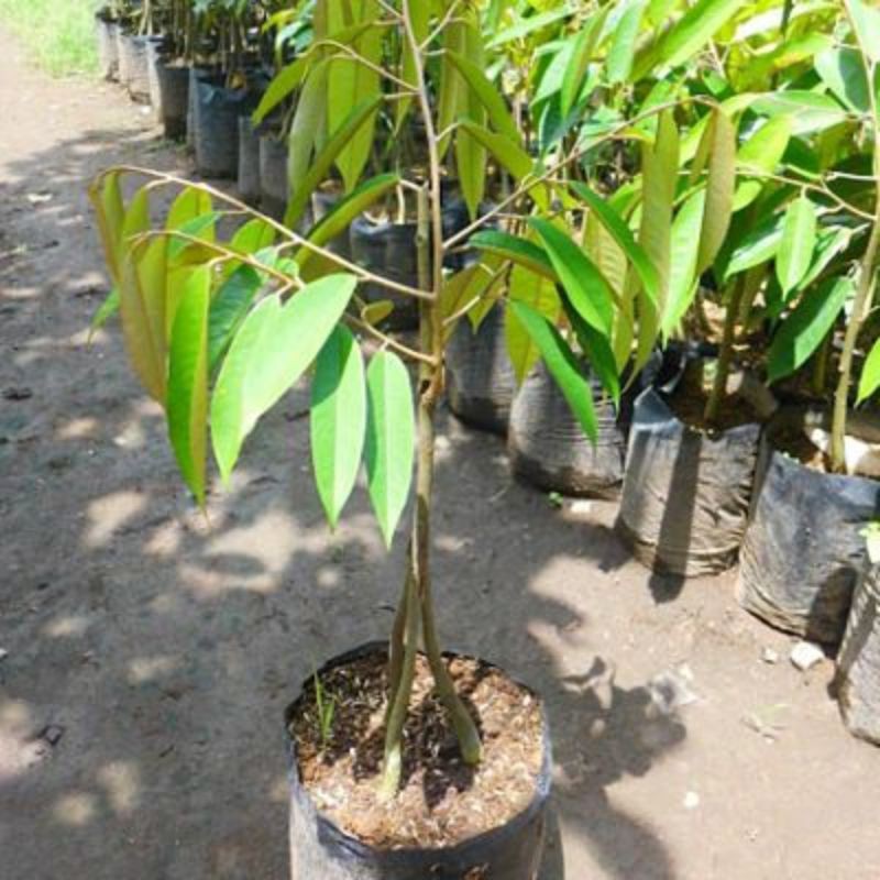 Bibit Durian musang king kaki 3