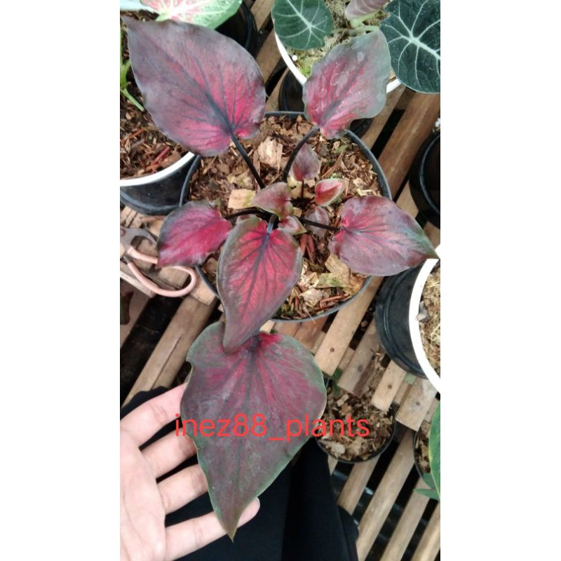 caladium thailand korean series