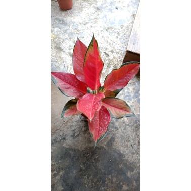 aglonema suksom jumbo + pot yogap