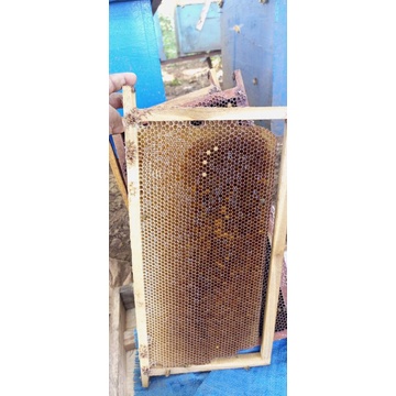 

madu asli
