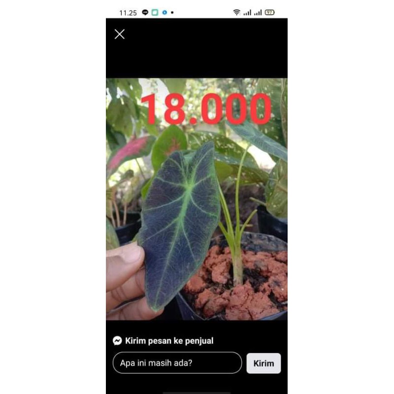 keladi hias ungu, caladium ungu