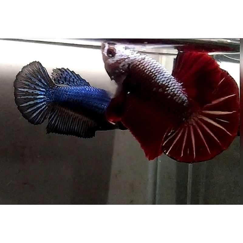 sepair hmpk red dragon