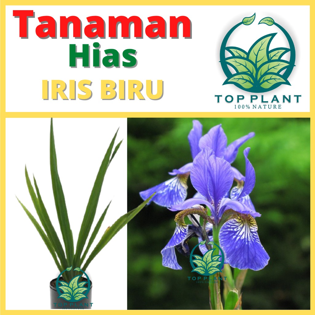 Tanaman Bunga Iris Biru  (Neomarica longifolia) - Bibit Bunga Hidup