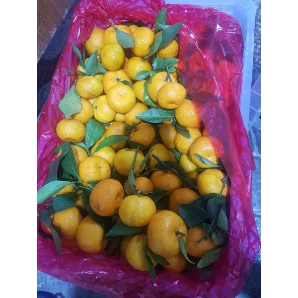 

Jeruk Santang Daun 1kg