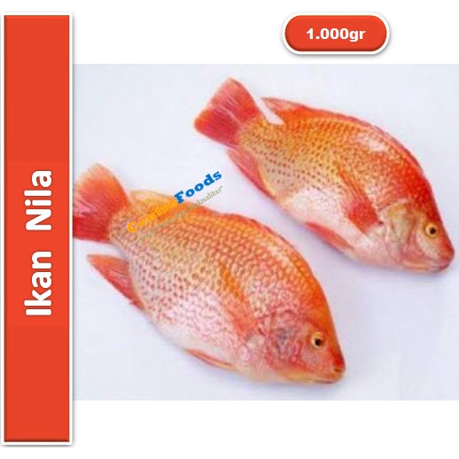 

Ikan Nila Fresh | Nila Merah [ Harga Per KG ]