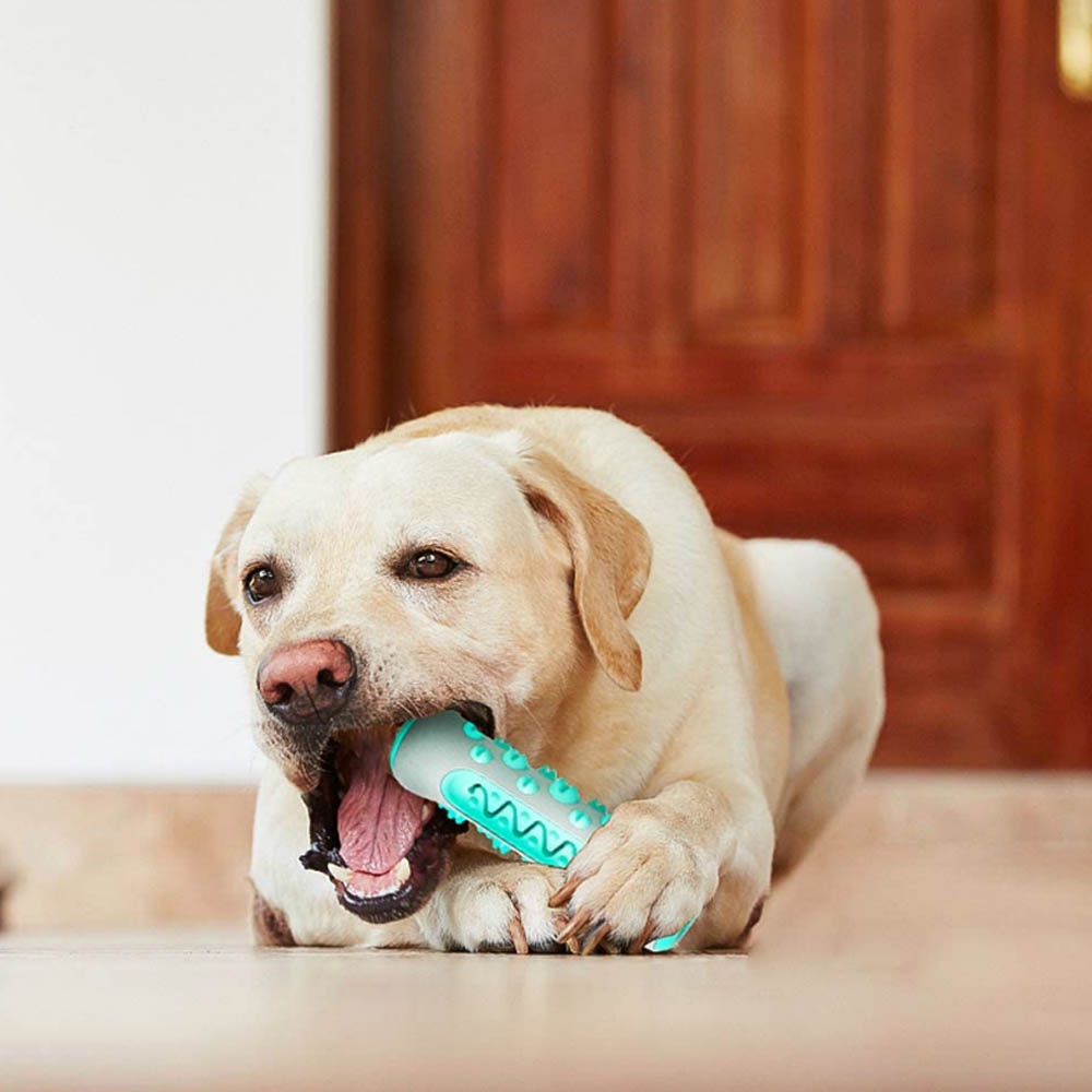 Dog Toothbrush Bone Toy Mainan yang bagus untuk Sikat Gigi Anjing Peliharaan Bentuk Model Tulang Mainan Kunyah Anjing