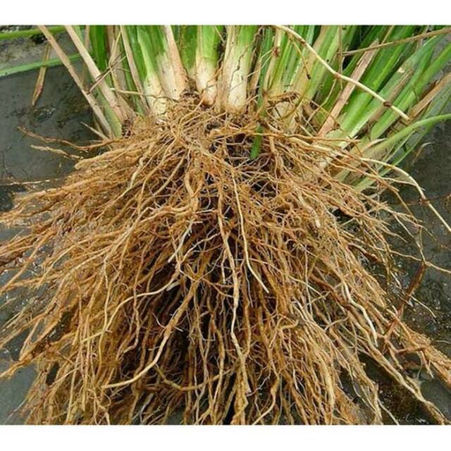 Bibit herbal akar wangi