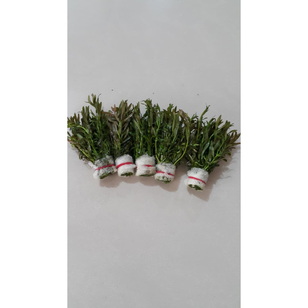 

Rotala red cross 'araguaia