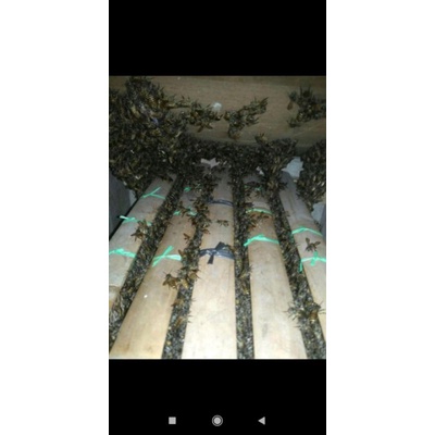 

madu Probolinggo Honey