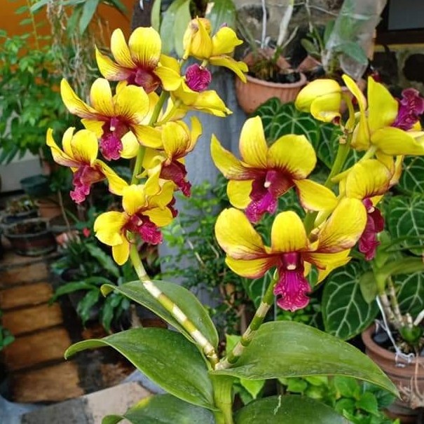 anggrek dendro kuning siap bunga