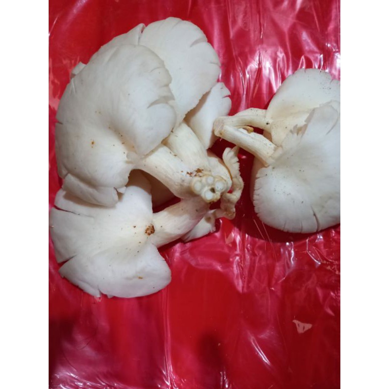 

jamur250gram