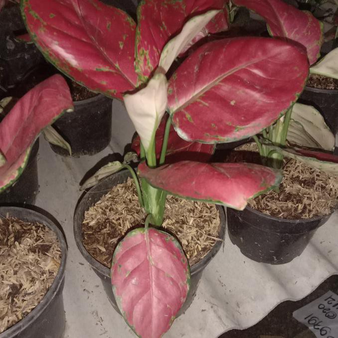 Aglonema Red Anjamani - Aglopedia⠀⠀⠀⠀⠀⠀⠀⠀⠀⠀⠀⠀