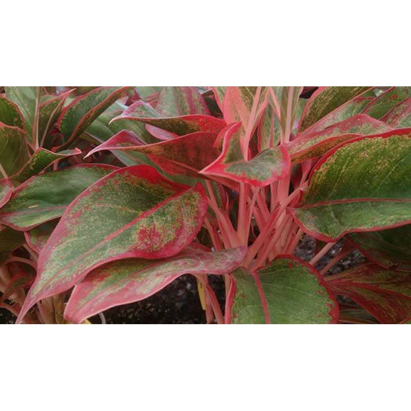 tanaman hias aglonema siam - aglonema siam langka