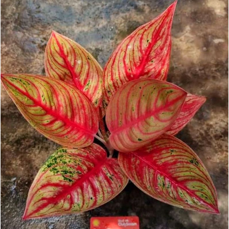 Aglonema red legact mutasi (Tanaman hias aglaonema red legacy mutasi) - tanaman hias hidup - bunga h