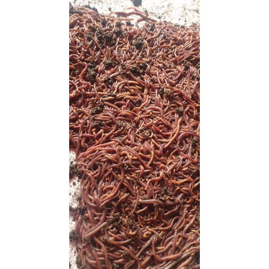 Cacing Lumbricus Tiger 1kg.