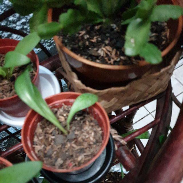 Neem Oil / Minyak Mimba Pestisida Organik 50ml