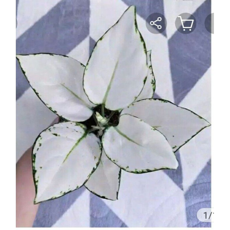 PROMO promo bonggol aglonema super white