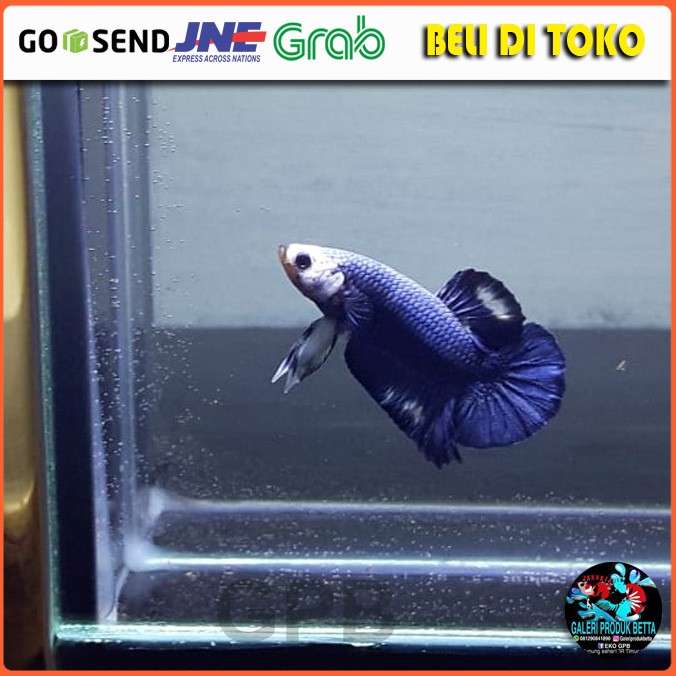 Ikan Cupang Blue Panda Kina Hias Bluepanda Ikan Cupang Bluepanda Ikan Cupang Hias Blue Panda Size S+