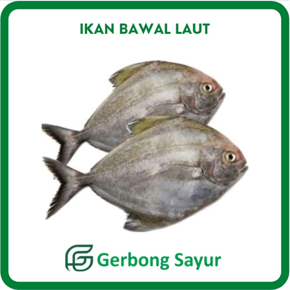

Ikan Bawal Laut Segar - 1 Kg