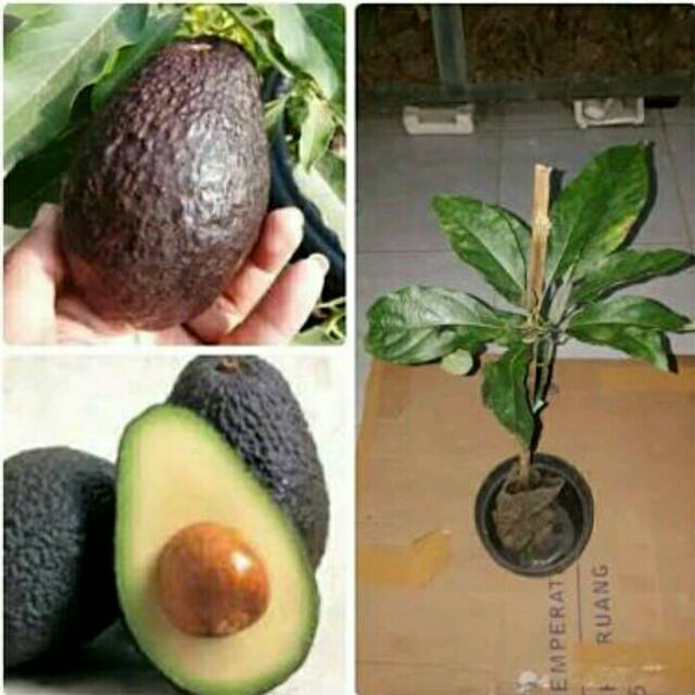 bibit buah alpukat hass