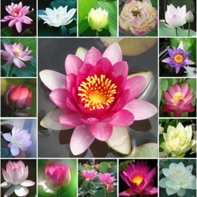 Lotus Seed Benih Bunga Teratai Flower Biji Tanaman Air Aquascape Taman Shopee Indonesia