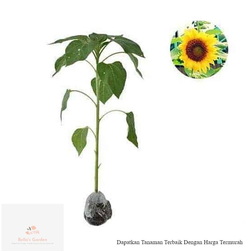 Tanaman Hias Bunga Matahari - Bibit Tanaman Hias Bunga Matahari
