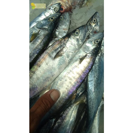 

Ikan Tenggiri Kecil Segar Tenggiri Baby Fresh 1Kg